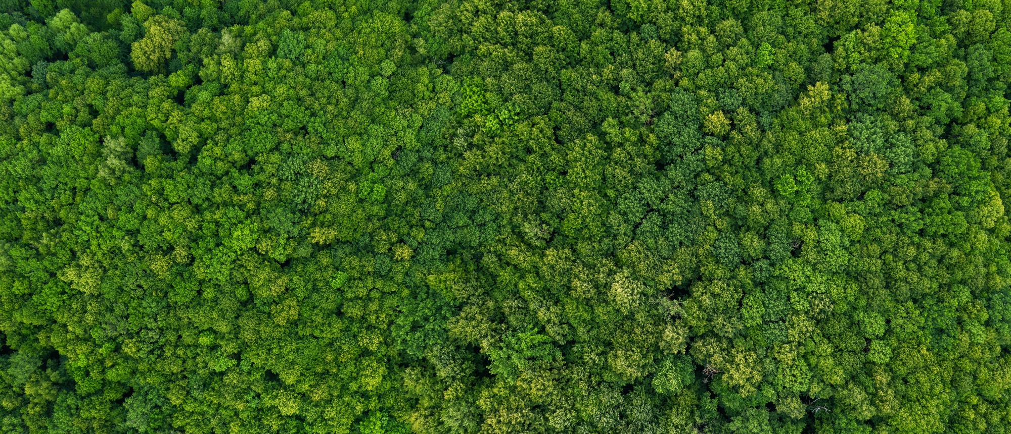 Mediagon - grün und ökologisch - Mediagon