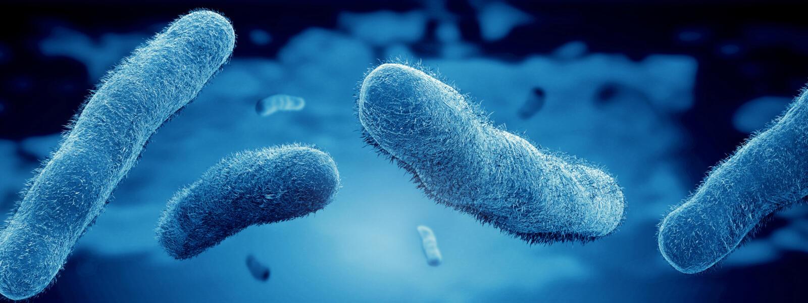 Legionella