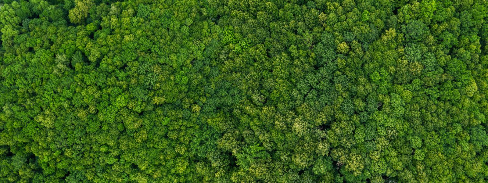Mediagon zet een groene stap voorwaarts